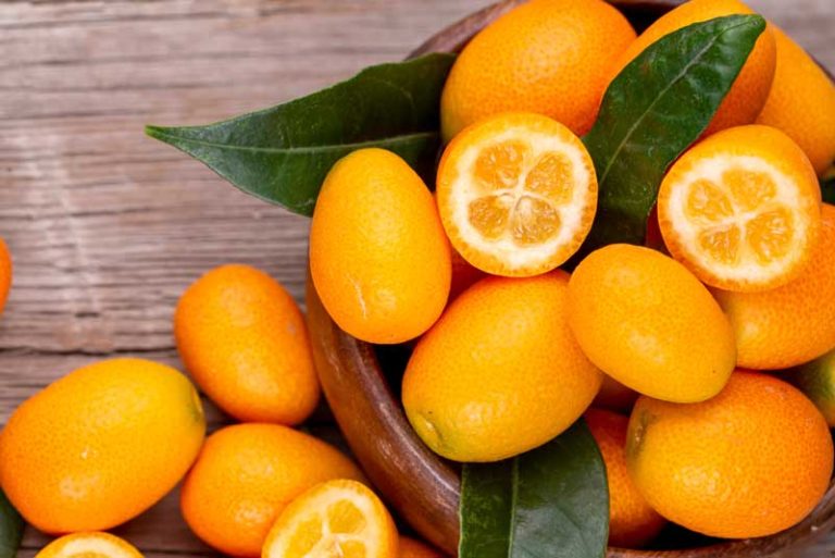 Loquat Vs Kumquat (Key Differences) Travel & Immigraton